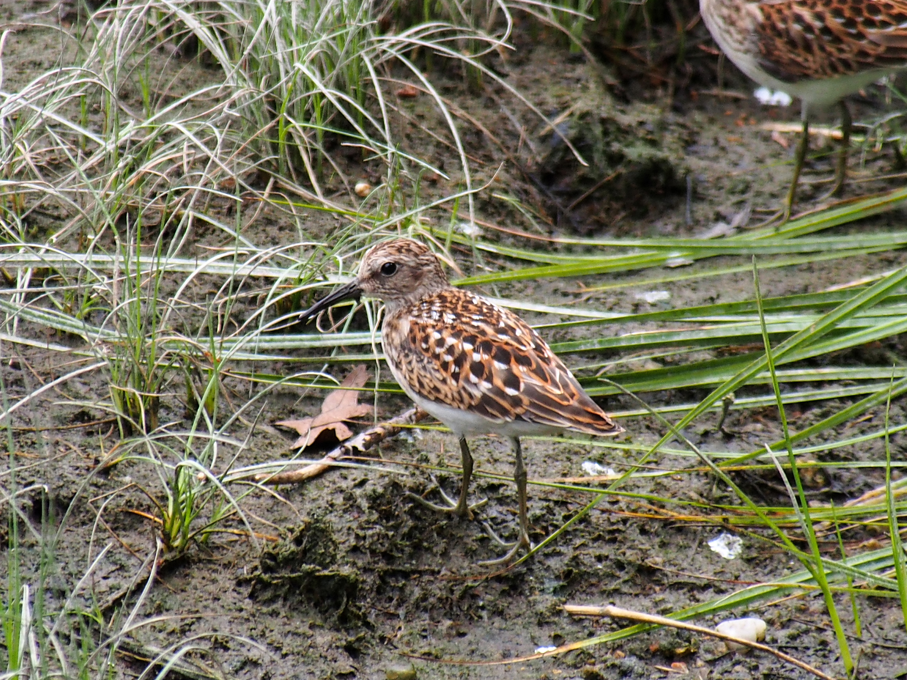 Least Sandpiper